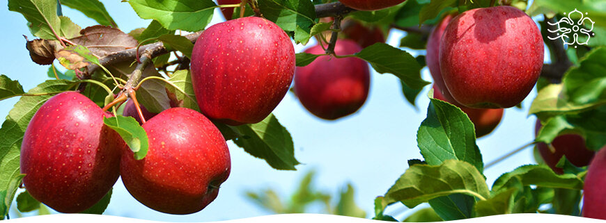Чем отличаются осенние, зимние и летние сорта яблок?