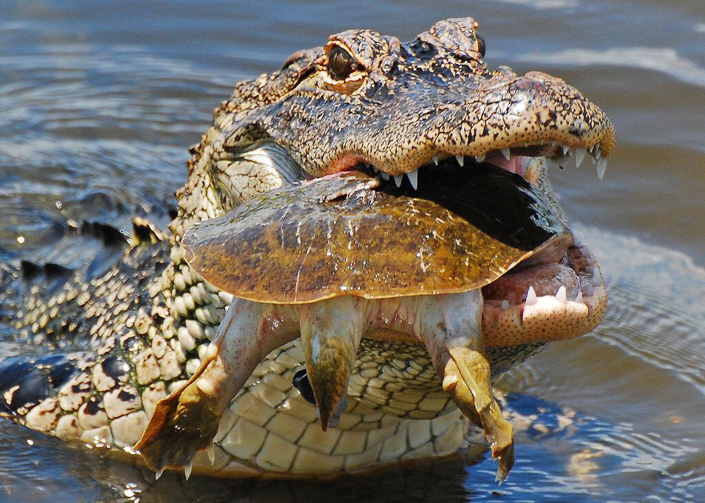 Зубы отсутствуют у черепах крокодилов. Широкомордый Кайман. Крокодил и черепаха. Аллигатор и крокодил.