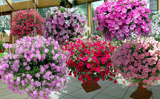 Ампельные петунии от Биотехники