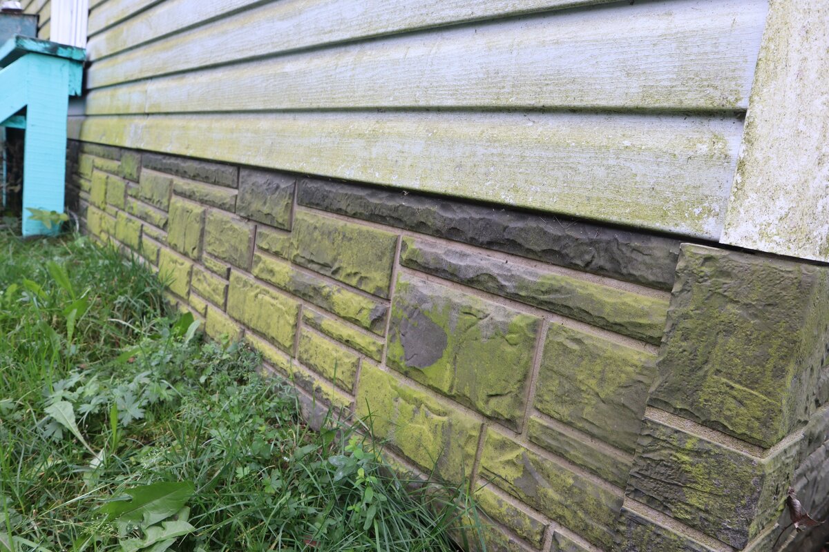 Плесень на сайдинге