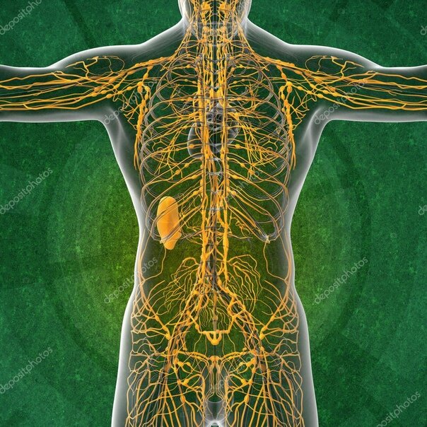 Лимфатическая система ( фото Яндекс картинки) 