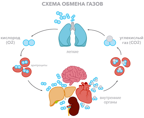 Тестирование легких: тестирование на передачу газов