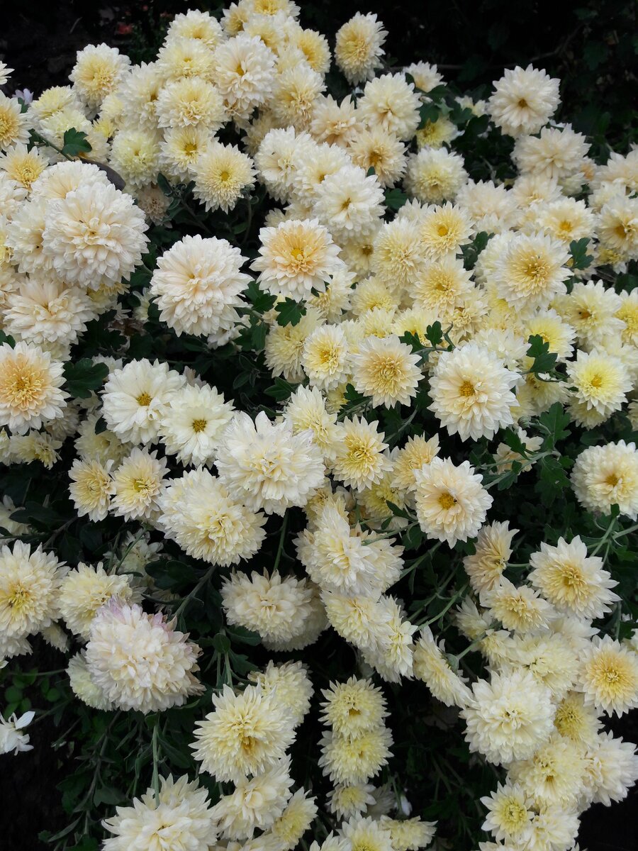мой первенец 