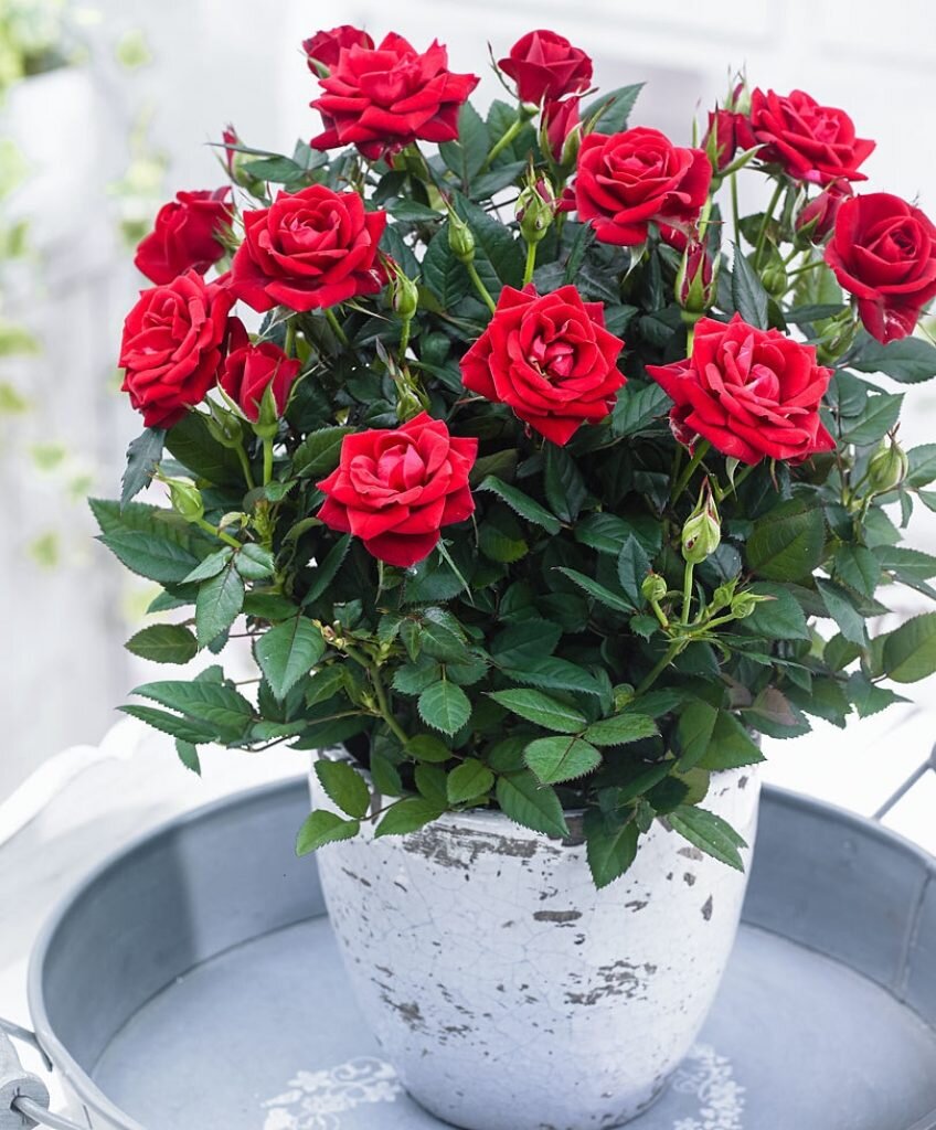 Миниатюрные комнатные розы требуют к себе зимой особого внимания