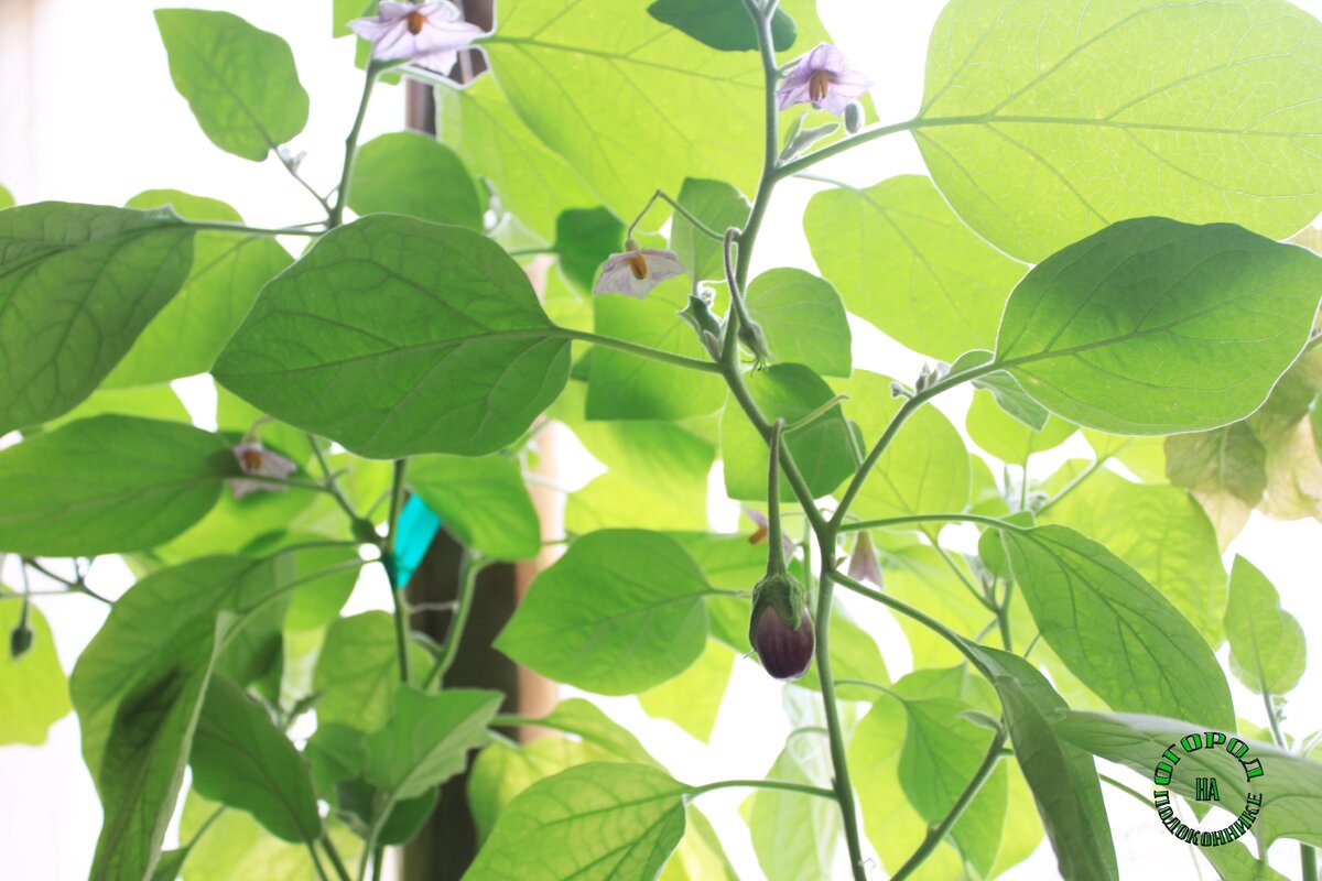 Баклажан "Медальон" у меня на балконе