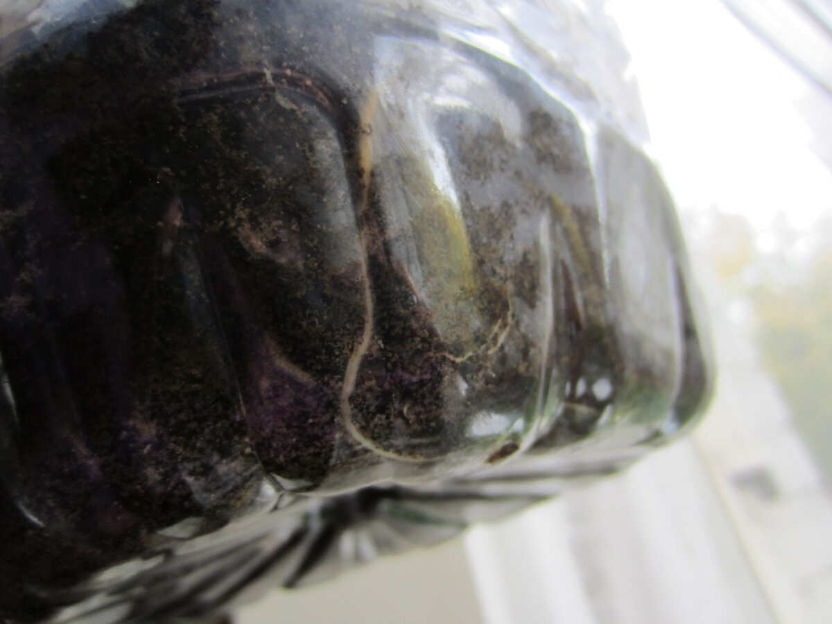 Корни уже видны!