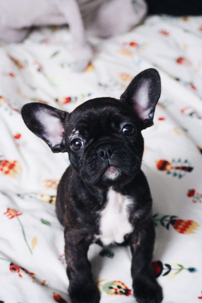 Знакомьтесь, Шелдон.