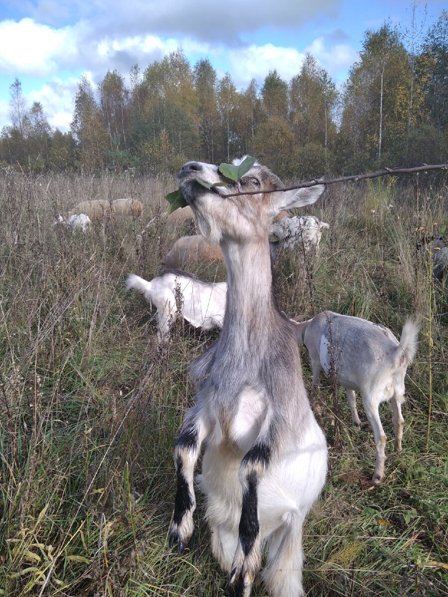 Наши осенние новости.