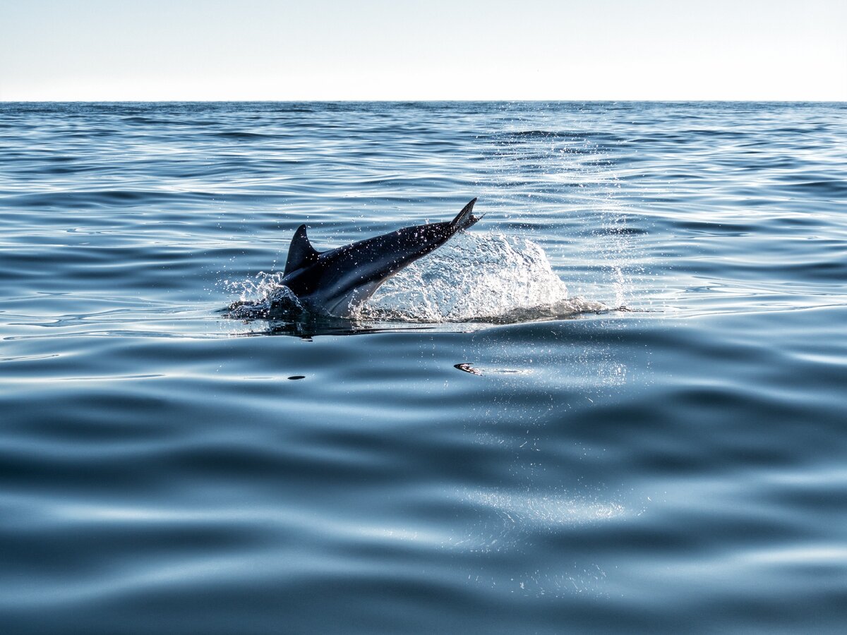Дельфины азовского моря фото с названиями
