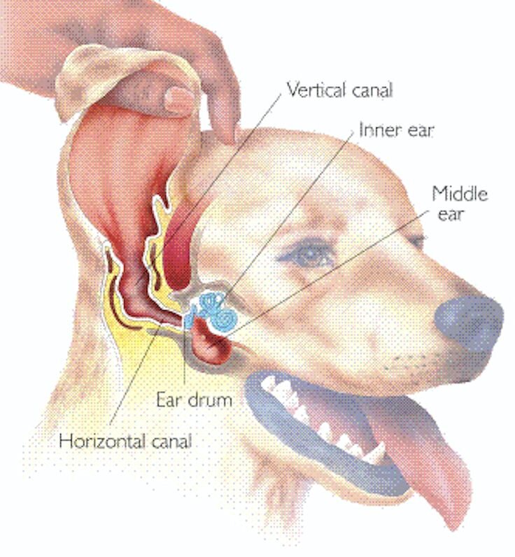 Строение уха собаки.