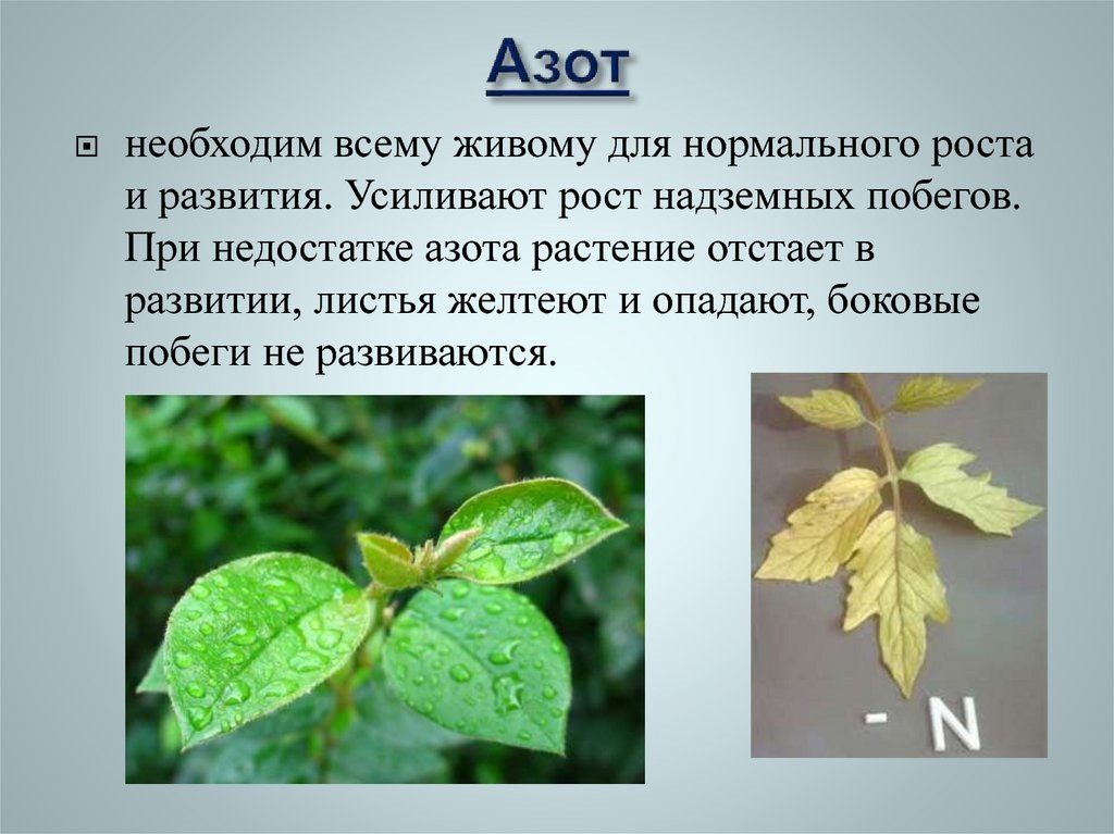 Азот необходим для развития растения, при его недостатке растение перестает расти.