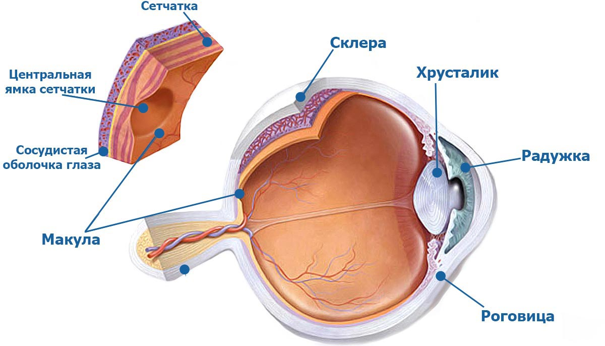 Виды дистрофии сетчатки глаза