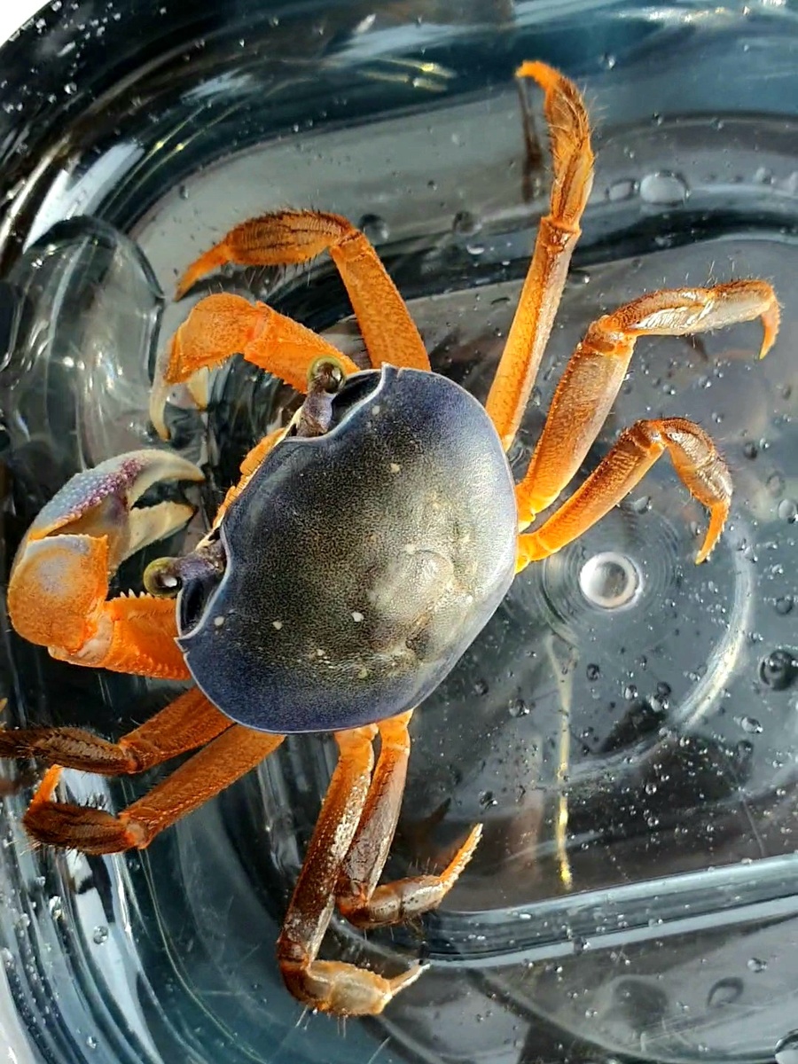 Радужный краб, которого я забрала