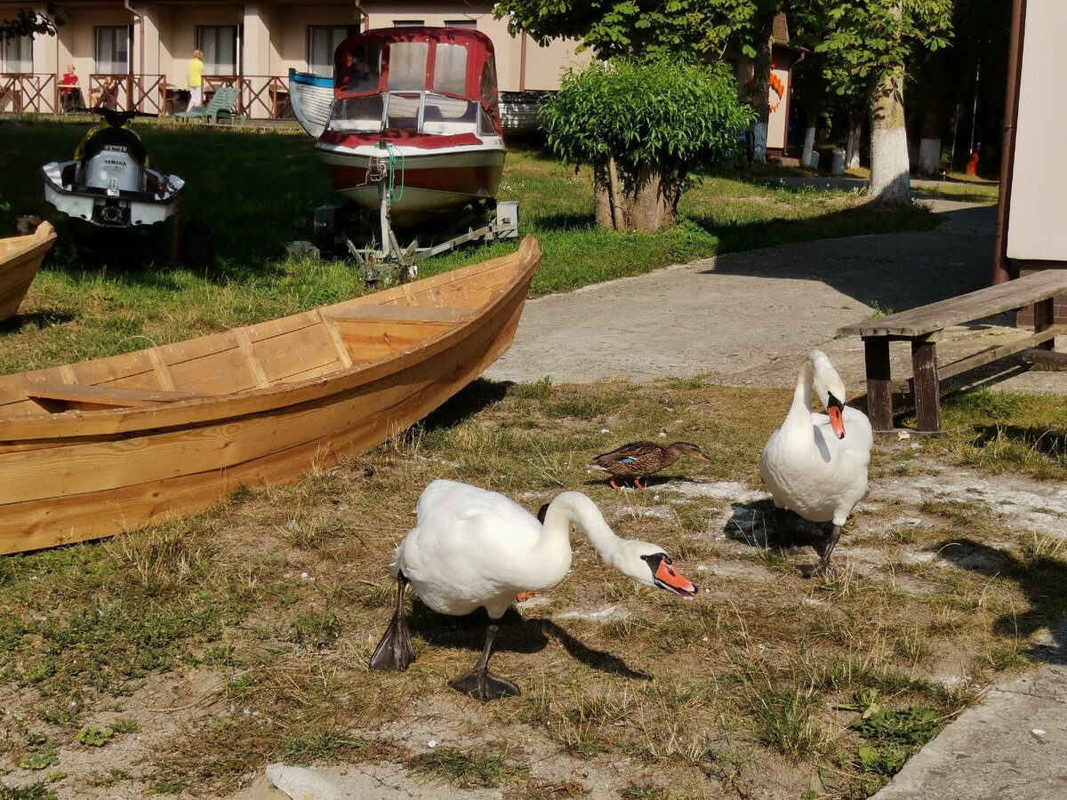 Фото взято из личного архива. На фото Дом рыболова, в котором мы отдыхали семья лебедей, которая приплывали к нам каждое утро.) 