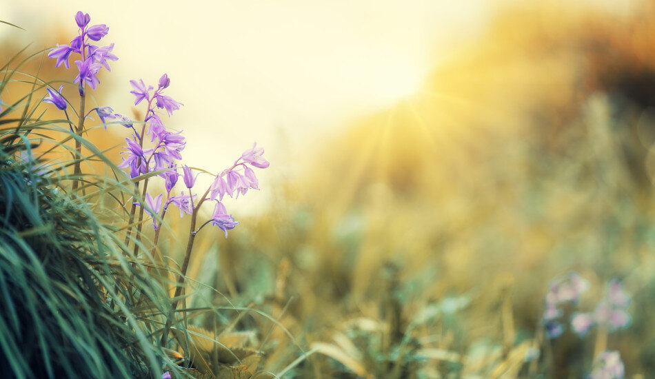 Когда Ши Вэнь играл, казалось, что воздух стал тёплым бризом, а цветы и трава росли энергично, как весной. (Image: via pixabay / CC0 1.0)
