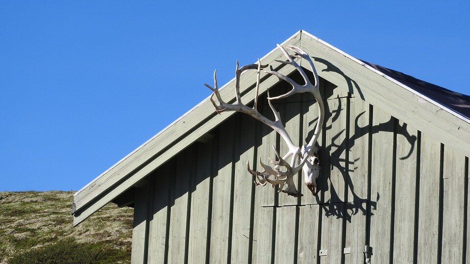 Фото: pixabay.com, В числе потенциальных последствий таяния вечной мерзлоты – масштабное вымирание видов