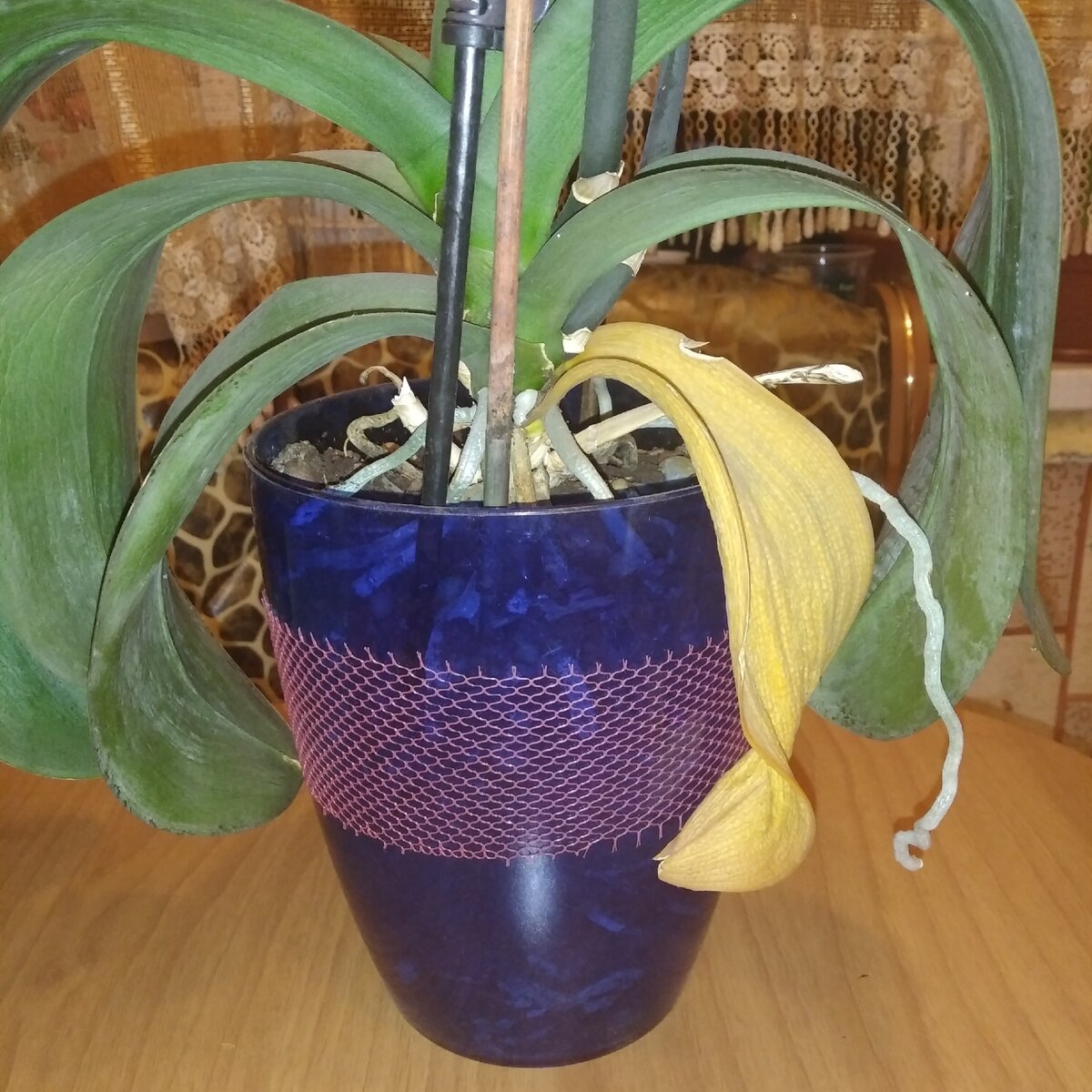 видно что в горшке уже много корней, листики стали сохнуть, нужна пересадка