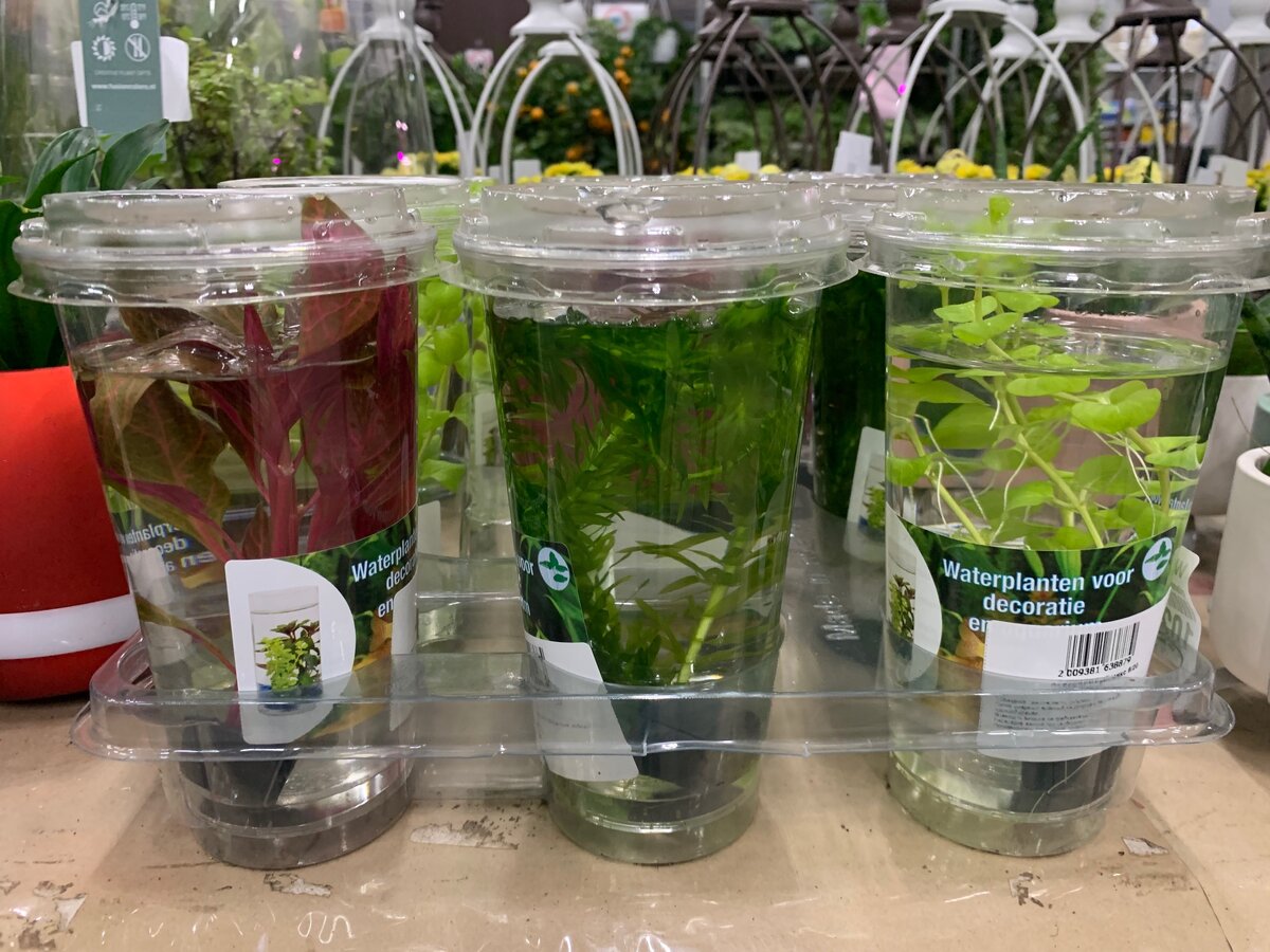 Выглядит как смузи