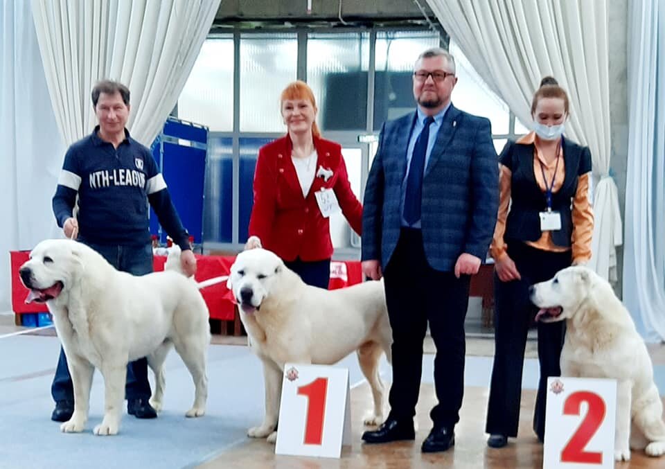 По данным Л.П. Сабанеева, в XIX веке самые крупные волки достигали четырех пудов, т.е. 64 кг. В охотничьей литературе 70-х годов прошлого столетия, по данным М.П. Павлова, имелось только одно сообщение П.А. Мантейфеля и С.А. Ларина о рекордно тяжелом волке массой 72 кг, добытом в Алтайском крае. 
По мнению Михаила Павловича, наиболее крупные волки обитают на территориях, прилегающих к верховьям Волги, в пределах Волжско-Камского междуречья, где в 1952–1963 годах были добыты самцы массой 65–79 кг.

В монографии Н.П. Наумова приводятся данные о добыче на Украине волков массой 92 и 96 кг, но достоверность этих сведений вызывает сомнения, и именно поэтому М.П. Павлов не привел их в своей книге, написанной позже, в чем я убедился, позвонив Михаилу Павловичу в Мытищи. Анализ литературных источников меня заинтриговал, и как-то сами по себе из первых рук появились новые сведения.

В 1962 году охотник из деревни Шигаево Белорецкого района Ханнан Узянбаев добыл на вабу вблизи деревни Ново-Бельска самца волка массой 96 кг, всех своих добытых волков он взвешивал на напольных товарных весах в колхозном складе.

В августе 1988 года лесничий Авзянского лесничества Валентин Щепарев засек волчий выводок и добыл нагоном волчицу массой 81 кг, взвешивание производил на напольных весах.

В 2004 году магнитогорский охотник вблизи горно-лыжного центра «Банное», расположенного в Абзелиловском районе, загнал на снегоходе волка. Взвешивание на магазинных электронных весах организовал главный инженер центра Леонид Гринюк, волк потянул на 95 кг.

Достоверность изложенных сведений не вызывает сомнения, не случайно приведены и способы добычи, исключающие искажение данных за счет только что съеденной пищи.

Перечисленные охотники проявили к своим трофеям интерес, и столь впечатляющие результаты сохранились.