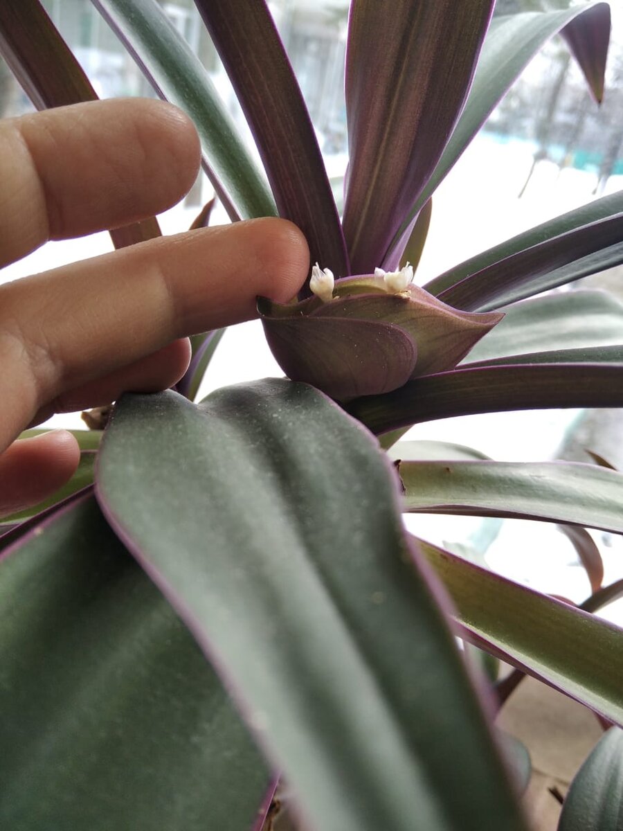 Вообще белых цветочков там обычно много - целая гирлянда. А в этой связке почему-то два.  