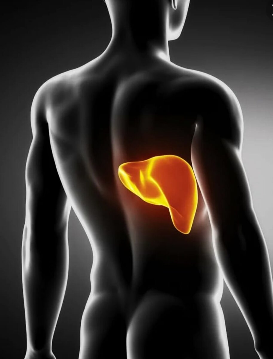 Орган предназначен для утилизации токсинов.Принимает участие в пищеварении.

Первые признаки болезни  печени можно распознать по косвенным симптомам например, жирный стул,изжоги,тошнота,горький привкус. Затем она проявляет себя через боль и тяжесть в правом боку.