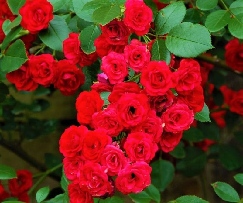  Почвопокровная роза Скарлет Мейяндекор. Фото с сайта: https://capri-flower.com.ua/catalog/breeders-of-roses.