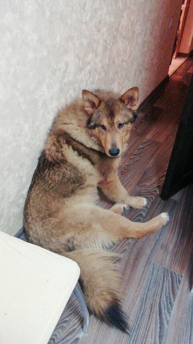 Собака, которую я запускаю домой. 