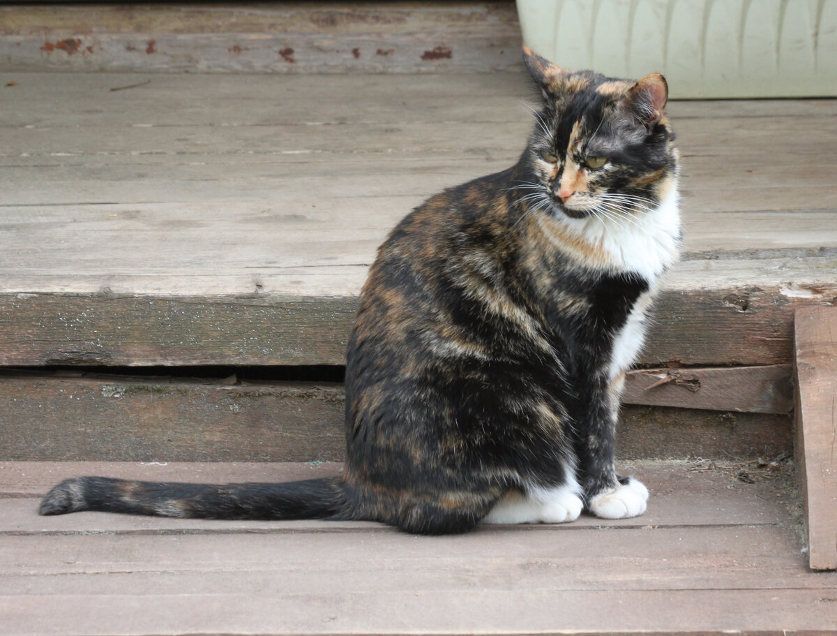 На дачу приехали. Фото автора