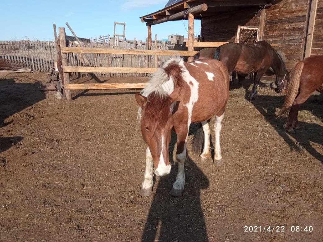 Посетил лошадиную ферму. Узнал, кто такие русские гиганты🐴 | А.Стерхов:  путешествия | Дзен