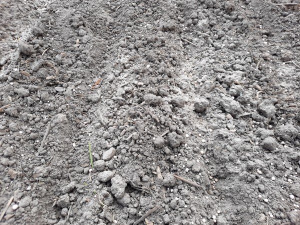 В нашей земле полным-полно всевозможных неперегнивших остатков. Мы не стремимся к "чистоте" почвы. Наоборот, все время что-то в нее подкидываем, чтобы увеличивать плодородие. Белые гранулы - это азофоска.