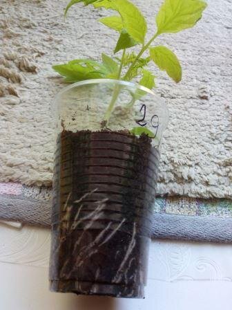 Корни томата хорошо видны.