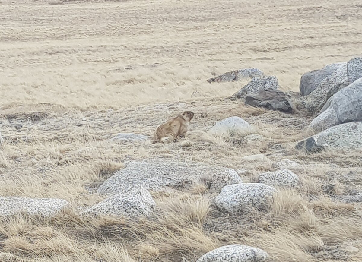 В Туве их бесчисленное множество. Зимой они ложатся в спячку, запасаются жиром. А по весне выходят в свет. Жир тарбагана имеет такую же пользу как барсучий жир.