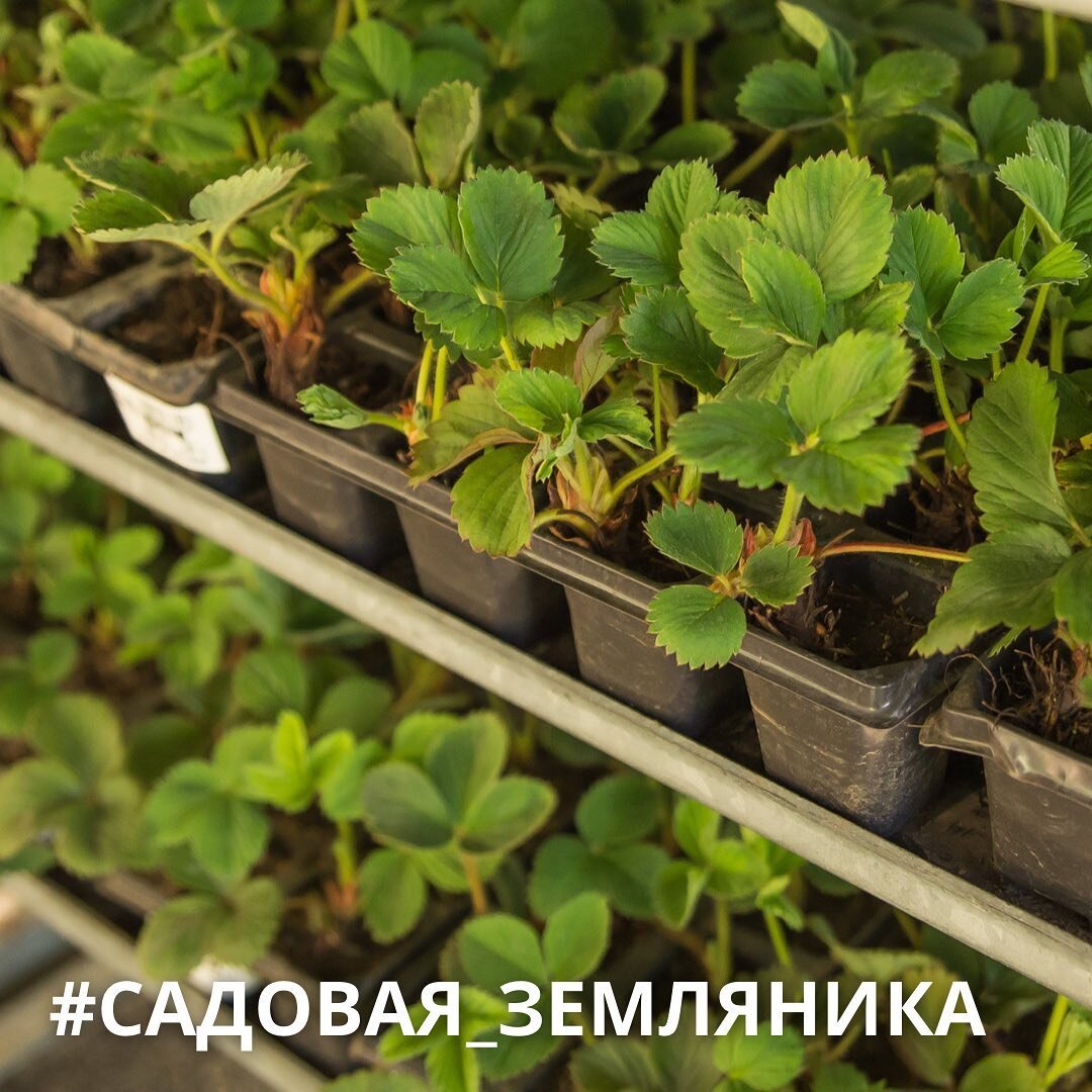 Садовая земляника