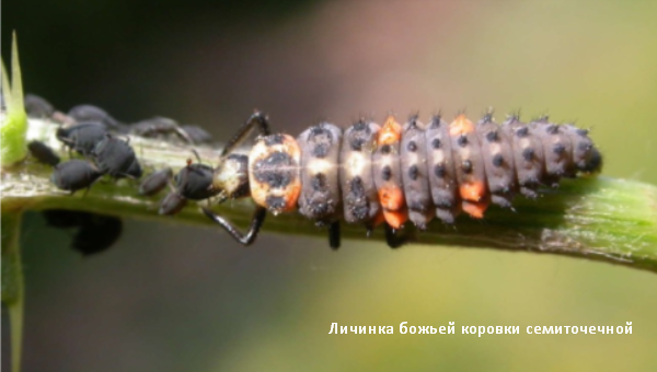 Личинка божьей коровки семиточечной. Скрин фото автора