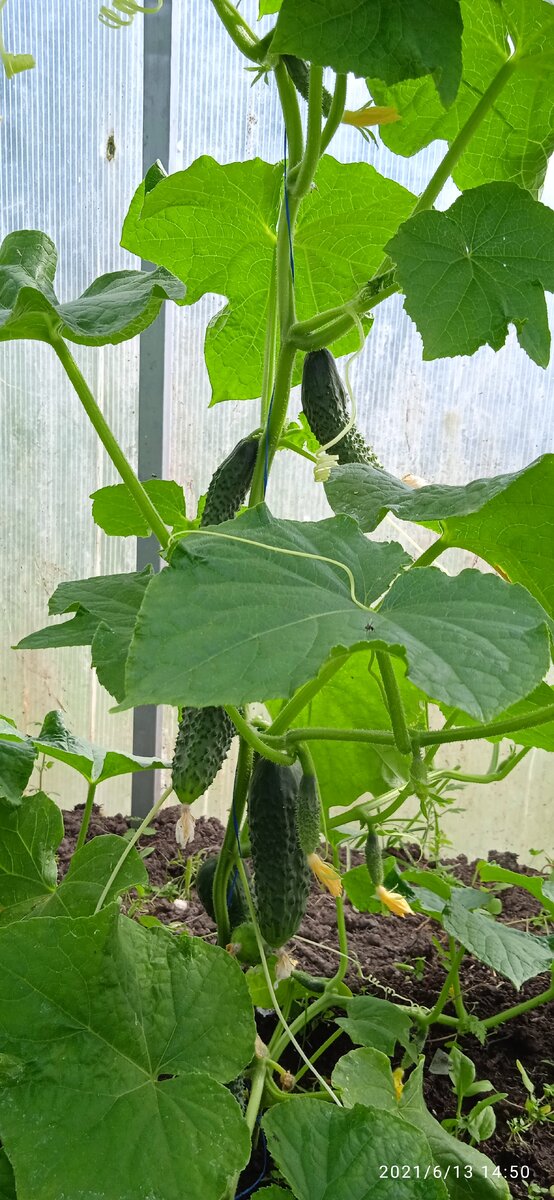 А этот огурчик уже просится в рот)