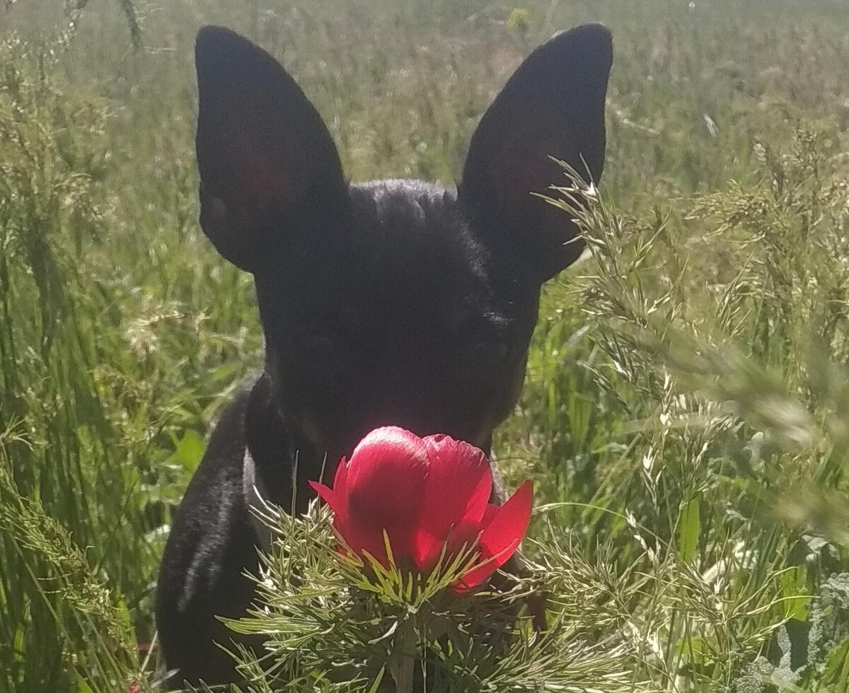 Первый увиденный воронец. Уже в Крыму.