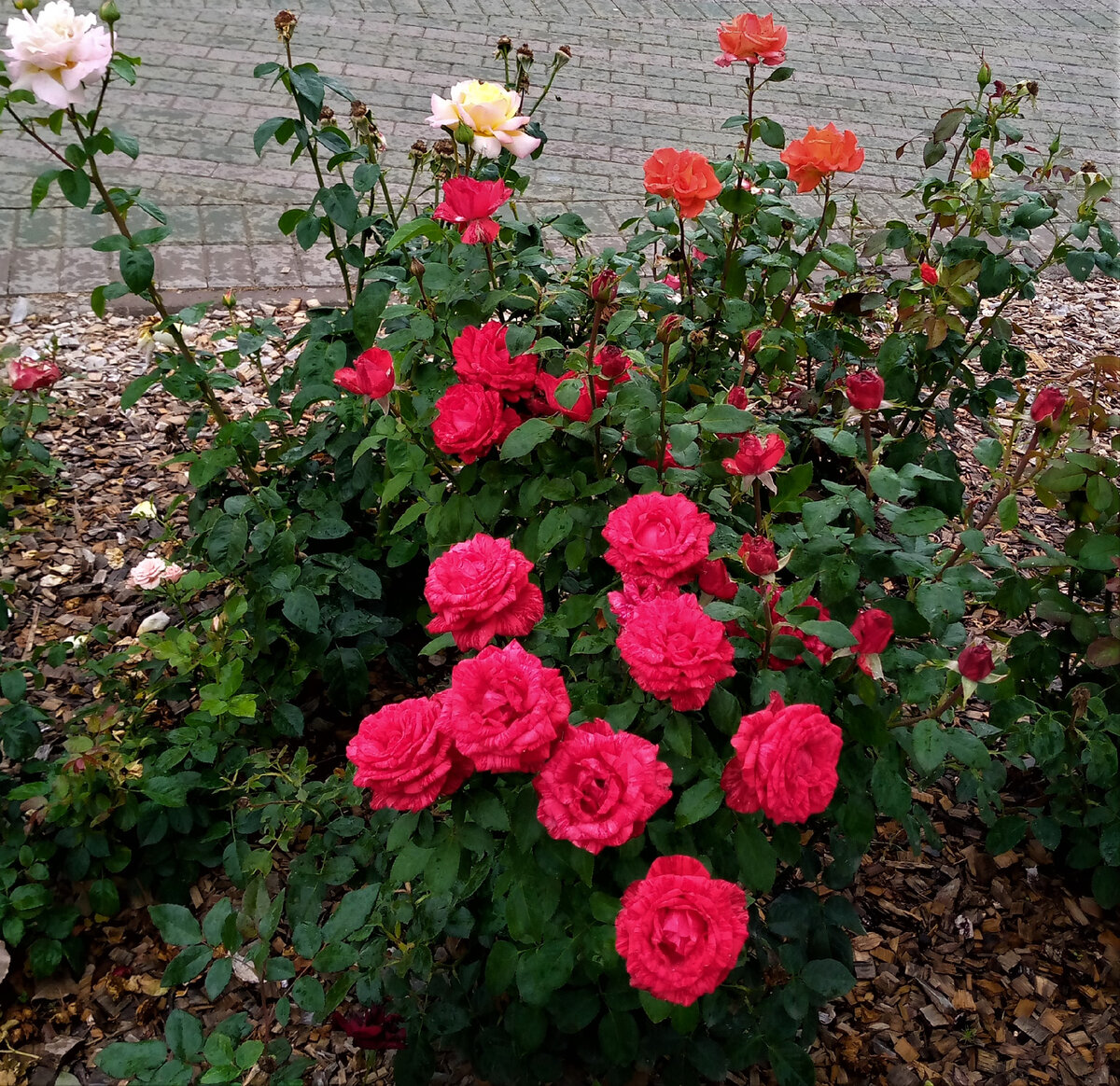 Цветы любви, цветы надежды. Фото автора канала.