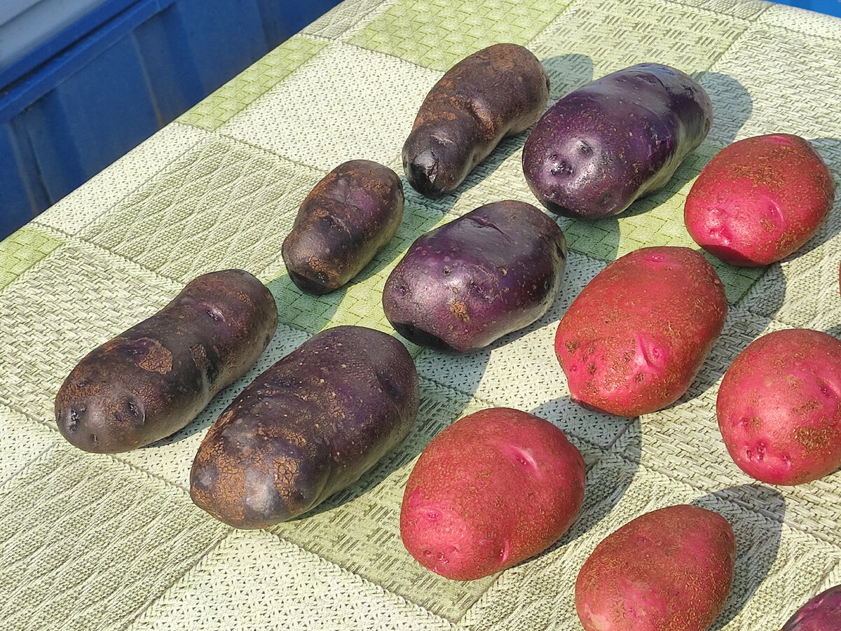 Здесь ГАЛЕРЕЯ >>> ЛИСТАЙТЕ 