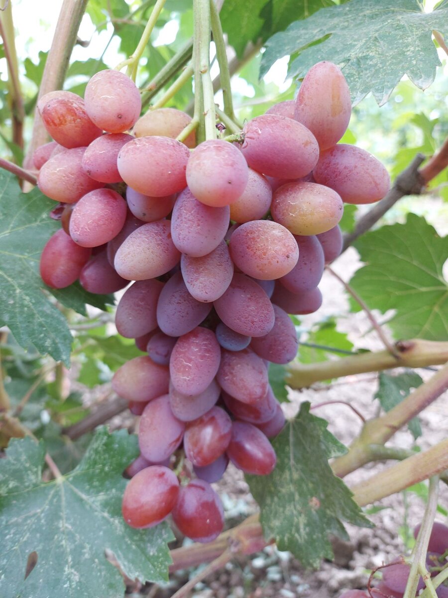 Виноградная коллекция