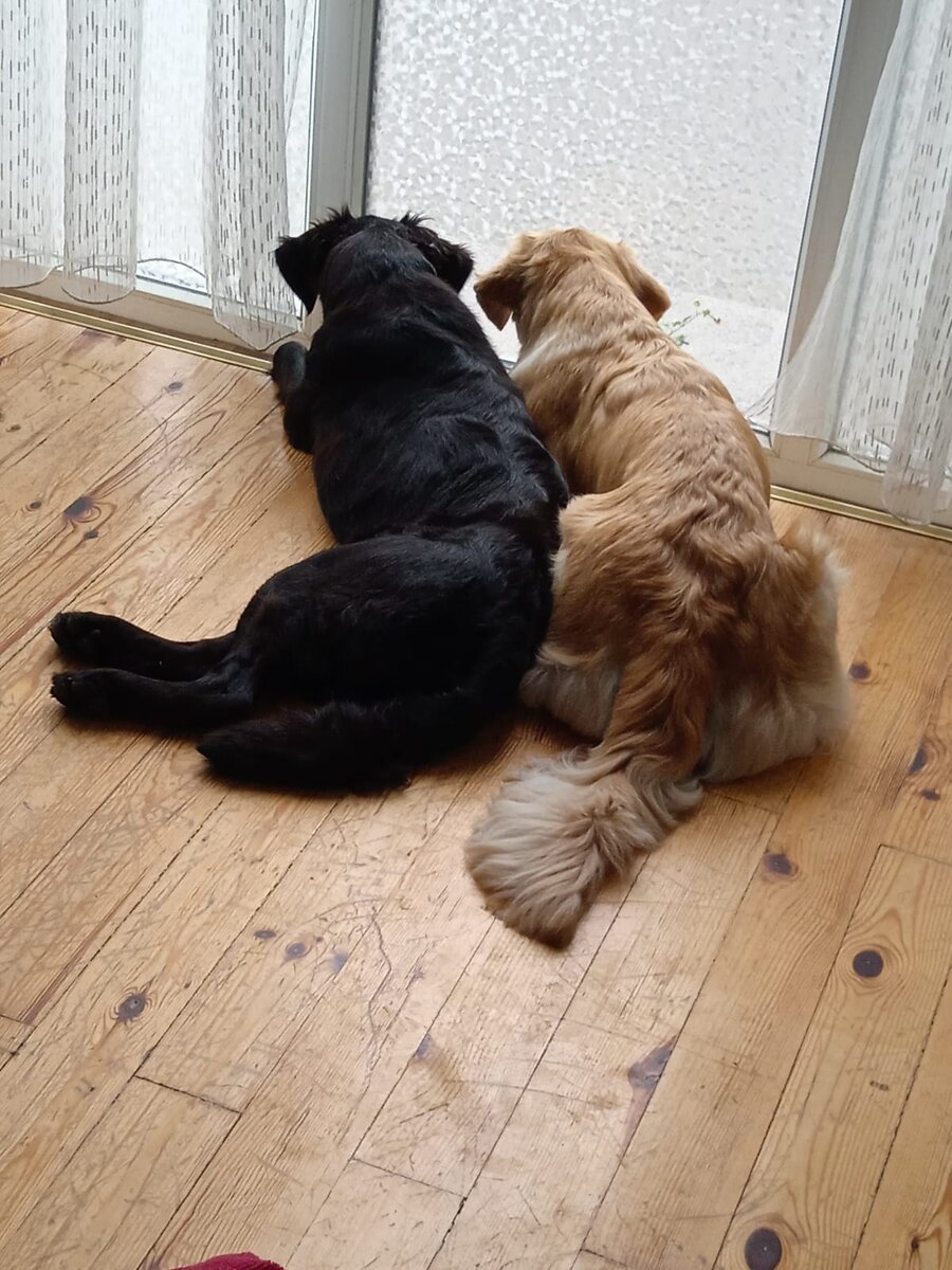 Эльза в гостях у Ляли (Догангел). Севастополь