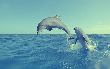 Сон с резвящимися дельфинами - хороший предвестник