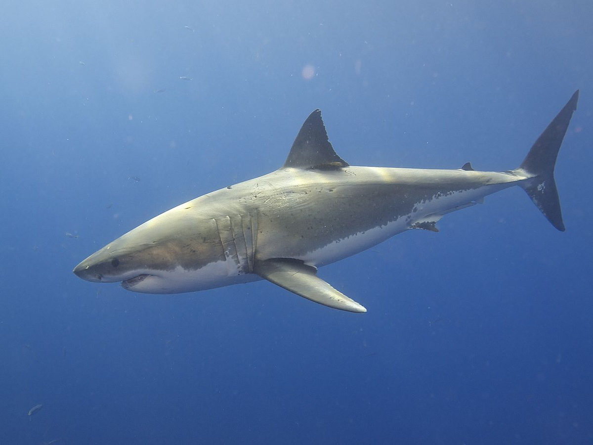 Источник фото: By Elias Levy - Great White Shark, CC BY 2.0, https://commons.wikimedia.org/w/index.php?curid=40576985