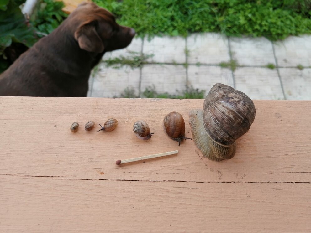Наглядно о стадиях роста. Сначала совсем маленькая - такие выползают из земли. Пятой улитке уже больше месяца. Собака просто любит фотографироваться