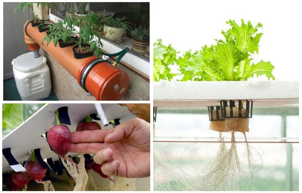 гидропоника