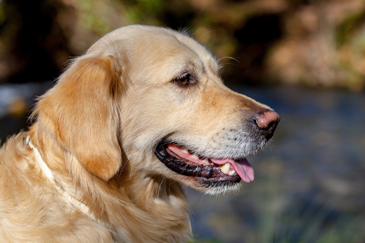 Золотистый пес сканворд. Собака улыбака золотистый ретривер. Золотой ретривер стоковые фото. Тип внешности золотистый ретривер.