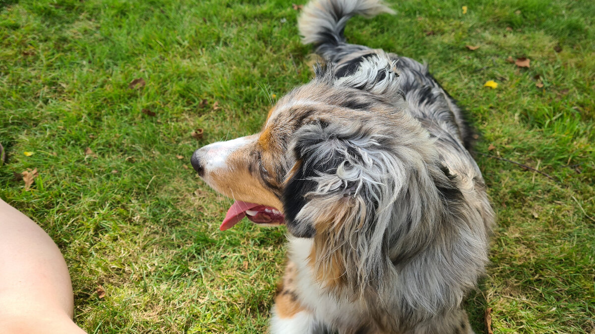 Фото автора. Мия, миниатюрная американская овчарка