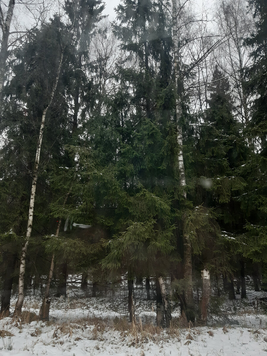 во время езды - вид из окна машины. Деревья как в сказке!