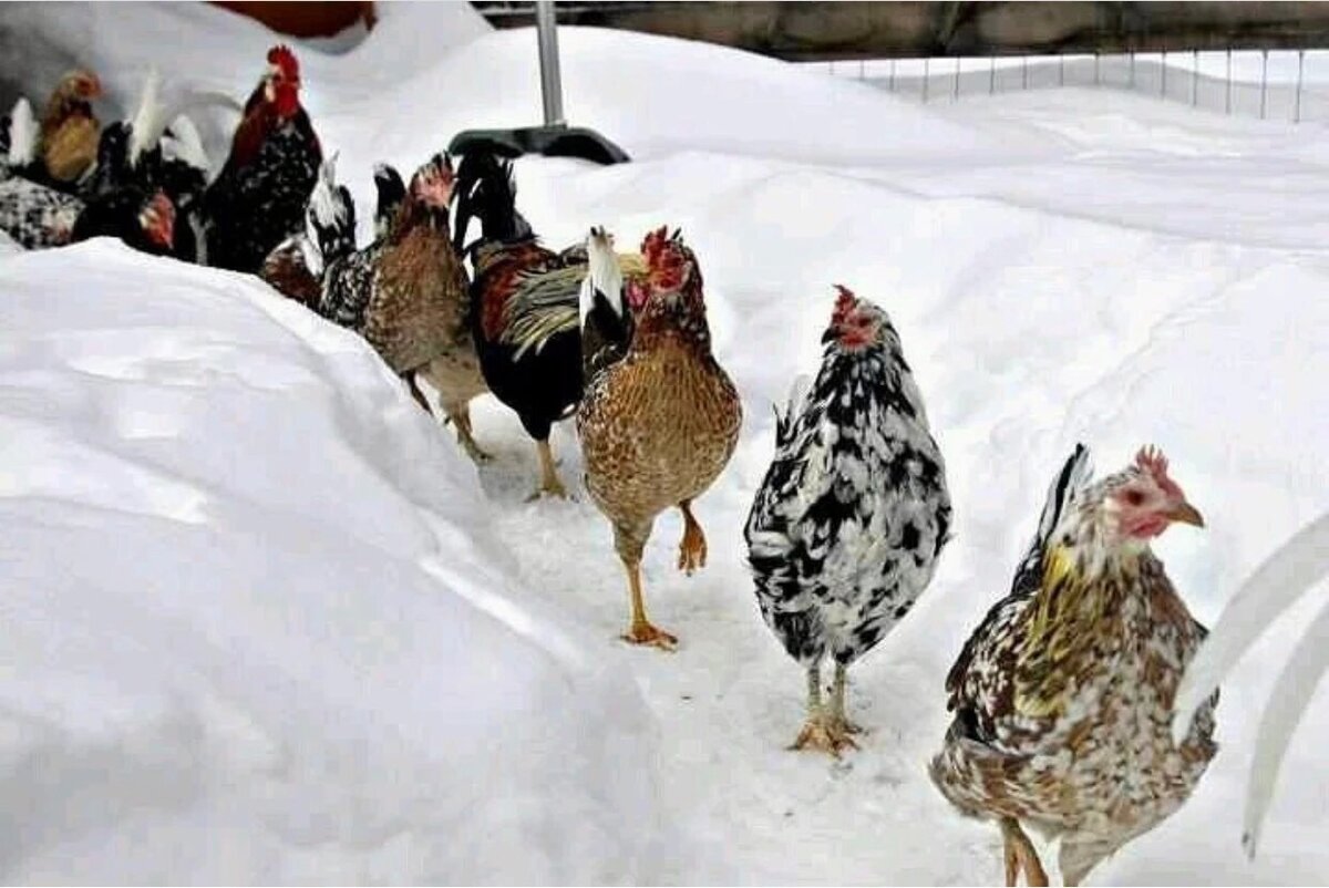 Кормление в курятнике. Куры в теплице. Куры после зимы. Содержание несушек в зиму. Куры зимой.