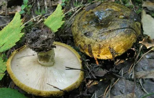 Чёрный груздь (Lactarius turpis). С латыни переводится как  "Млечник поганый". Фото из семейного архива автора