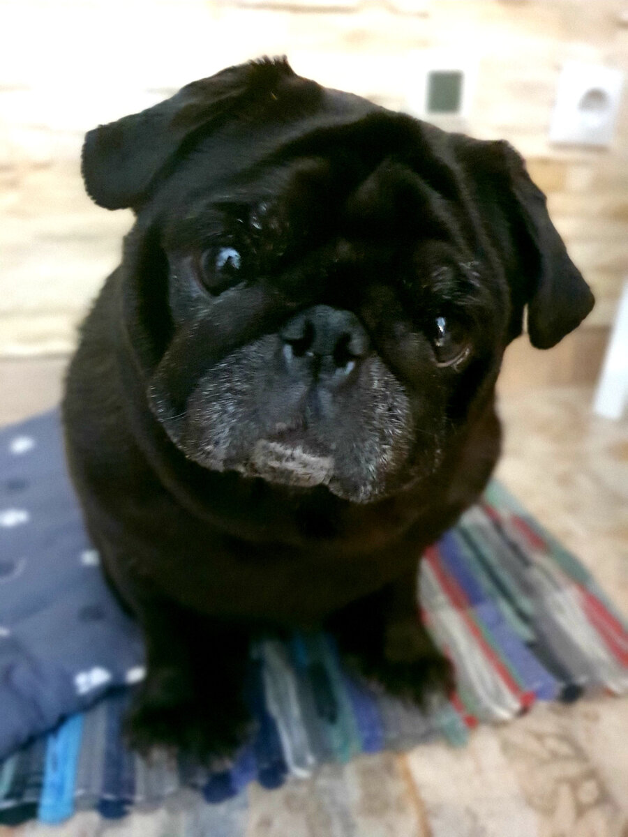 Мопсюша Мотя фото автора